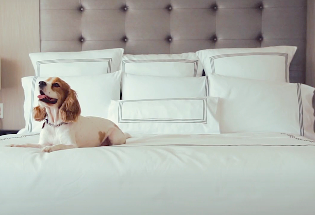 pet friendly hotel in vancouver