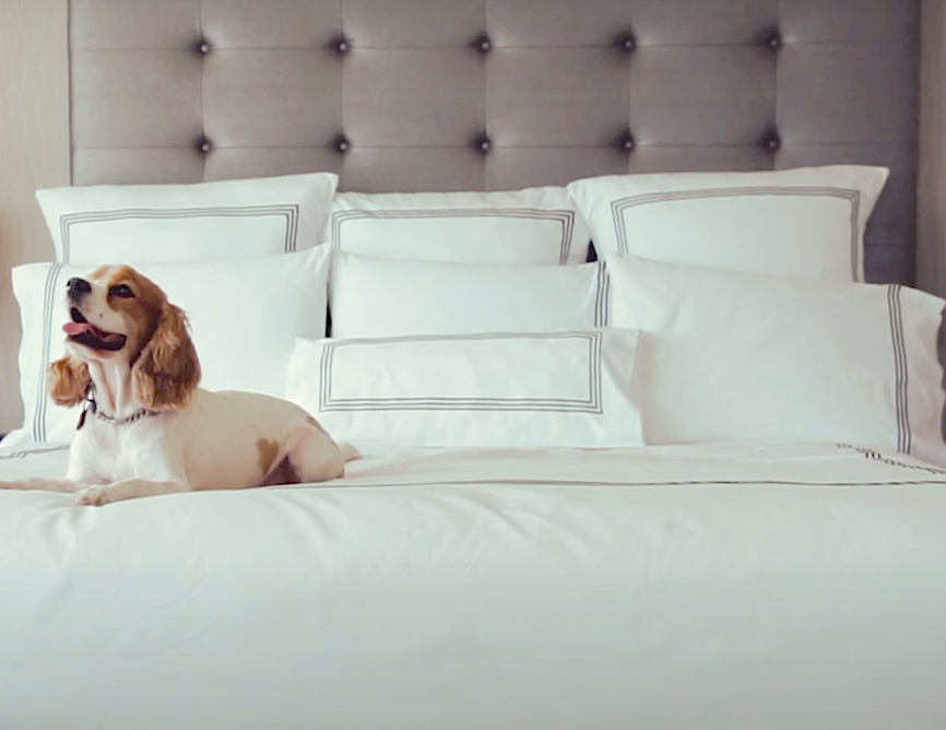 pet friendly hotel in vancouver